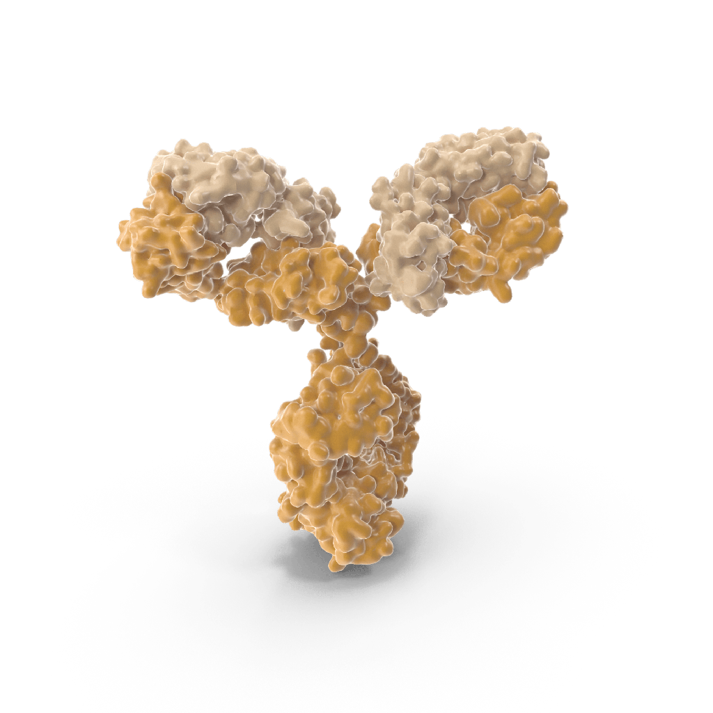 Human Antisize:IAV H2N2 NA Recombinant Antibody  clone 1G01  Conj µgation: FITC Purity: SDSsize:PAGE>95% Endotoxin: Nonsize:removal 2mg